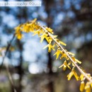 Photography Study:  Thanksgiving Point