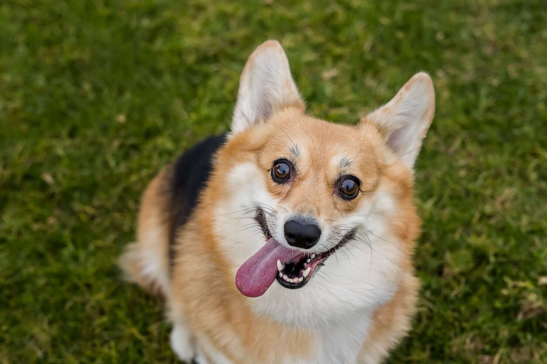 An adorable dog with her tongue out