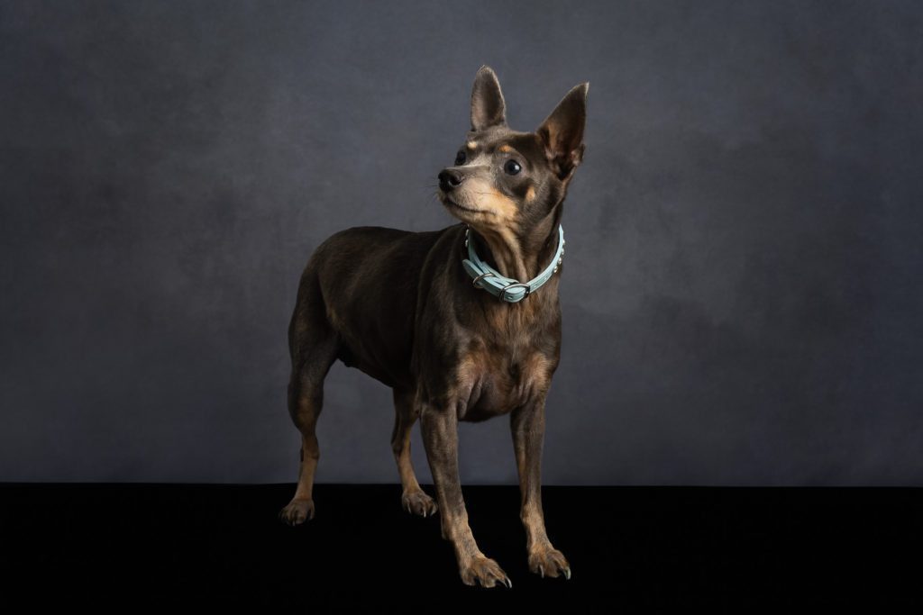 A black dog on a photography studio