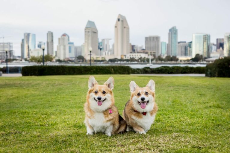 Two pups pose on a park for their portrait